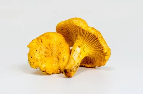 Mushrooms Stock Photos