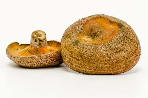 Mushrooms Stock Photos