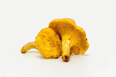 Mushrooms Stock Photos