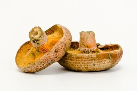 Mushrooms Stock Photos