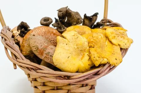 Mushrooms Stock Photos