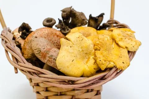 Mushrooms Stock Photos