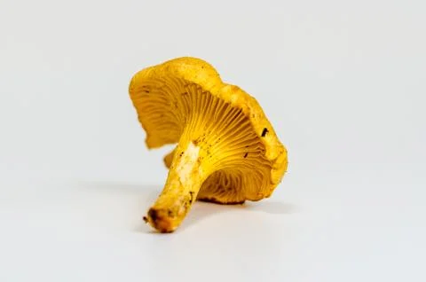 Mushrooms Stock Photos