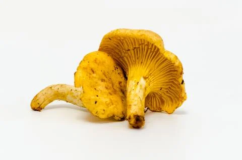 Mushrooms Stock Photos
