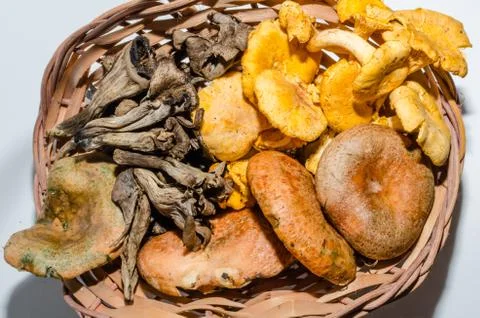 Mushrooms Stock Photos