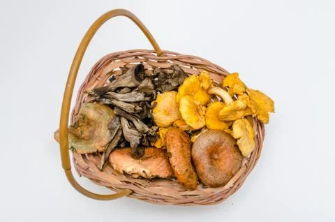 Mushrooms Stock Photos