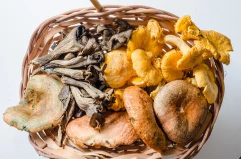 Mushrooms Stock Photos