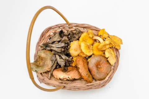 Mushrooms Stock Photos