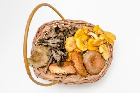 Mushrooms Stock Photos