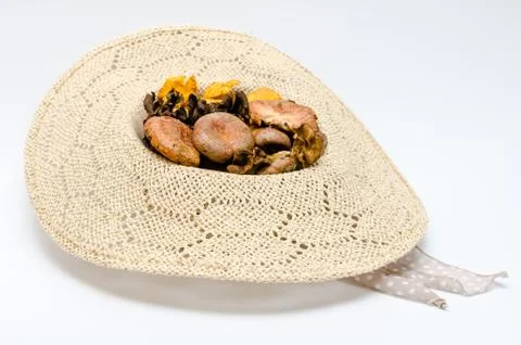 Mushrooms Stock Photos