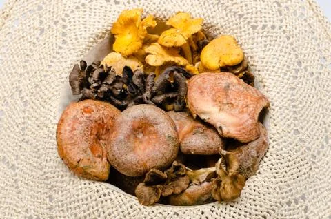Mushrooms Stock Photos