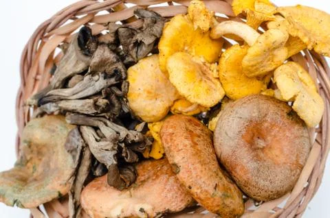 Mushrooms Stock Photos