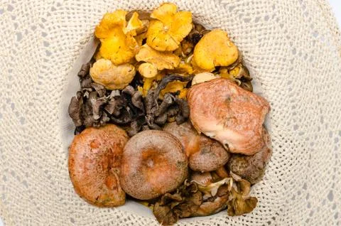 Mushrooms Stock Photos