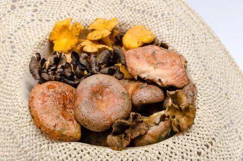 Mushrooms Stock Photos