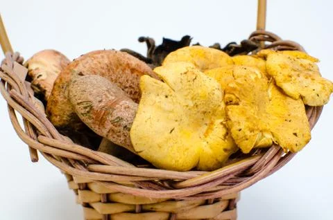 Mushrooms Stock Photos