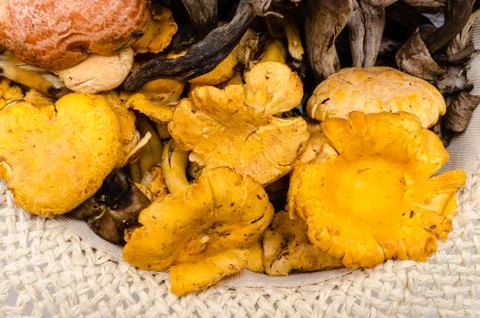 Mushrooms Stock Photos