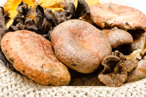 Mushrooms Stock Photos