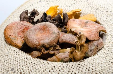 Mushrooms Stock Photos