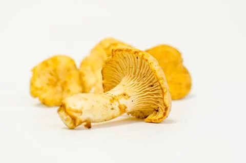 Mushrooms Stock Photos