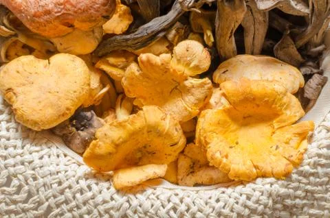 Mushrooms Stock Photos