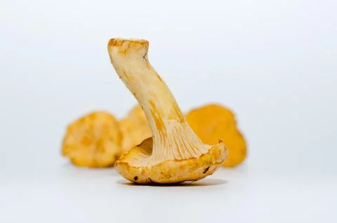 Mushrooms Stock Photos