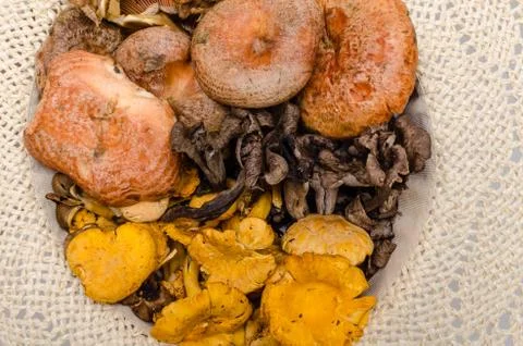 Mushrooms Stock Photos