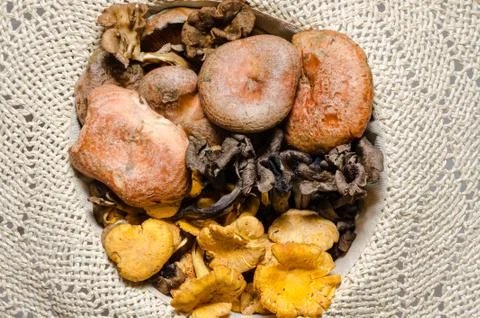 Mushrooms Stock Photos