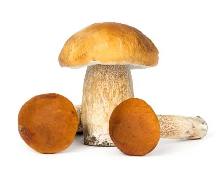 Mushrooms Foto stock