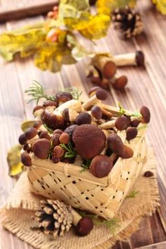 Mushrooms. Stock Photos