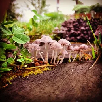 Mushrooms Stock-Fotos