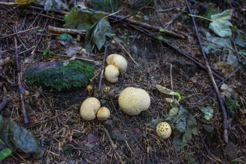 Mushrooms Stock Photos