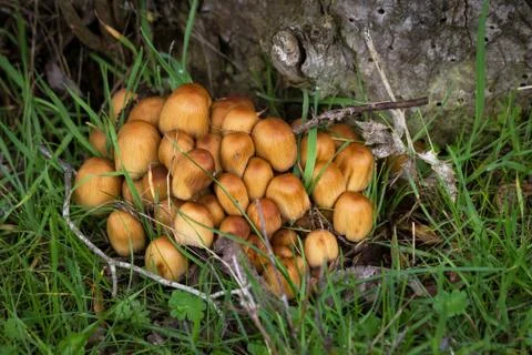 Mushrooms Foto stock