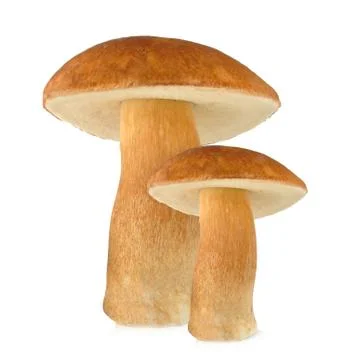 Mushrooms Stock Photos