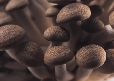 Mushrooms Stock Photos