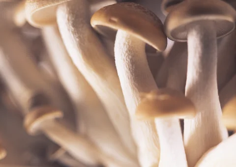 Mushrooms Stock Photos