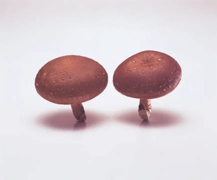Mushrooms Stock Photos