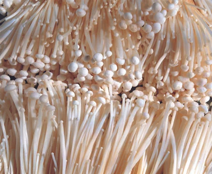 Mushrooms Stock Photos