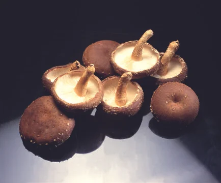 Mushrooms Stock Photos