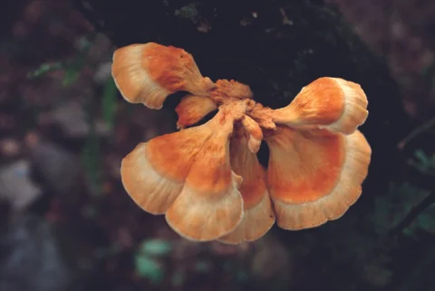 Mushrooms Stock Photos