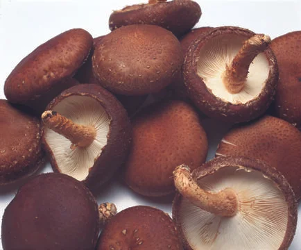 Mushrooms Stock Photos