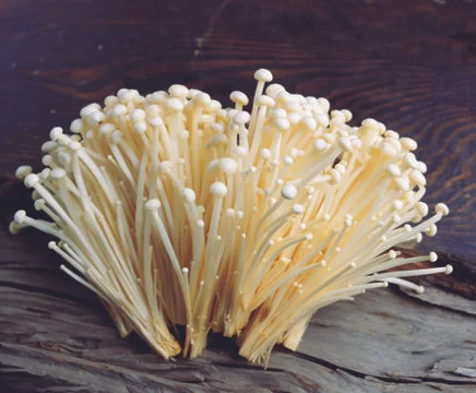 Mushrooms Stock Photos