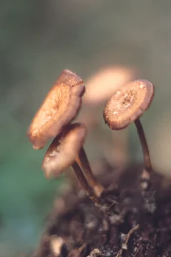 Mushrooms Stock Photos