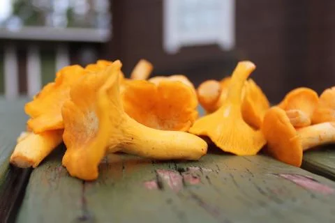 Mushrooms Stock Photos