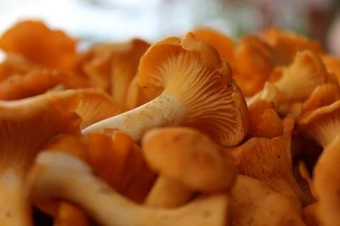 Mushrooms Stock Photos