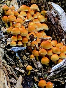 Mushrooms Stock Photos