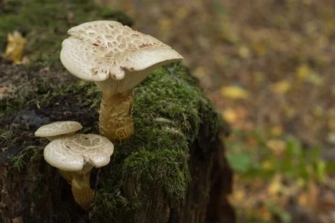 Mushrooms Stock Photos