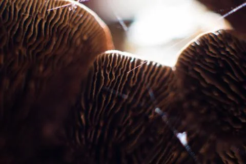 Mushrooms Stock Photos