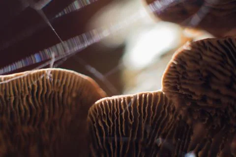 Mushrooms Stock Photos