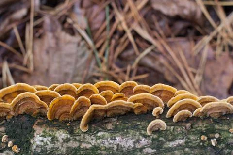 Mushrooms Stock Photos