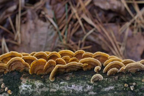 Mushrooms Stock Photos
